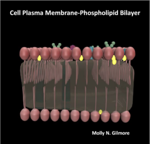 cellmembrane_mngilmore