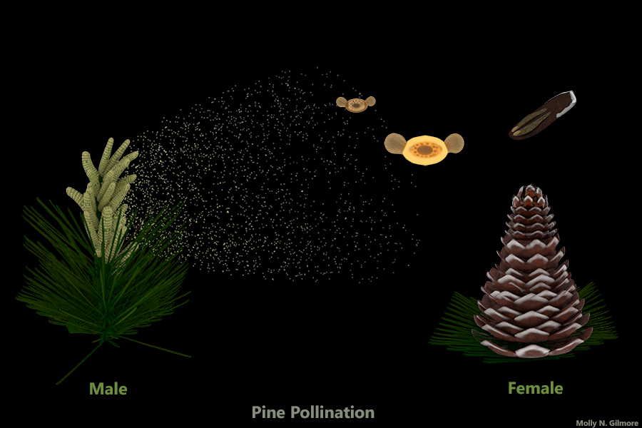 Pine Pollination