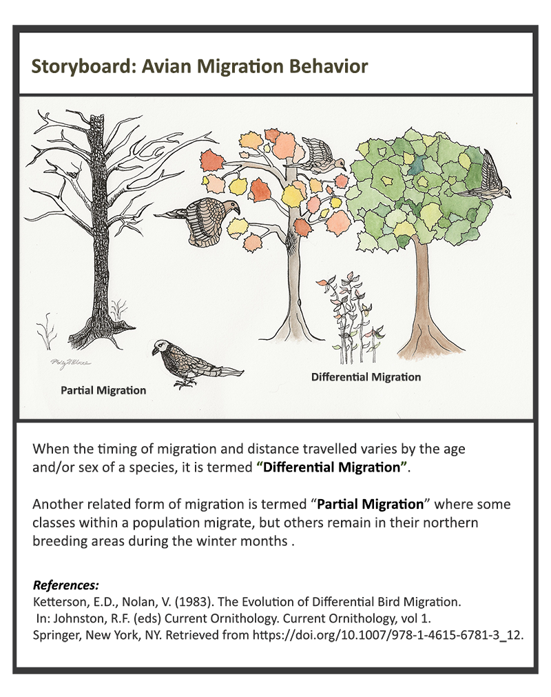 storyboard showing bird migration patterns