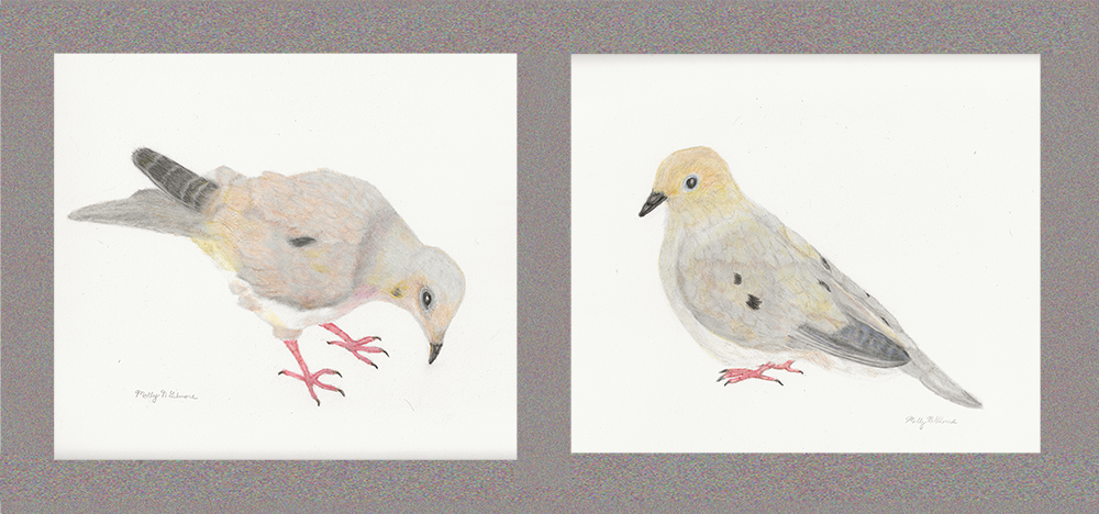 color pencil drawing of mourning doves