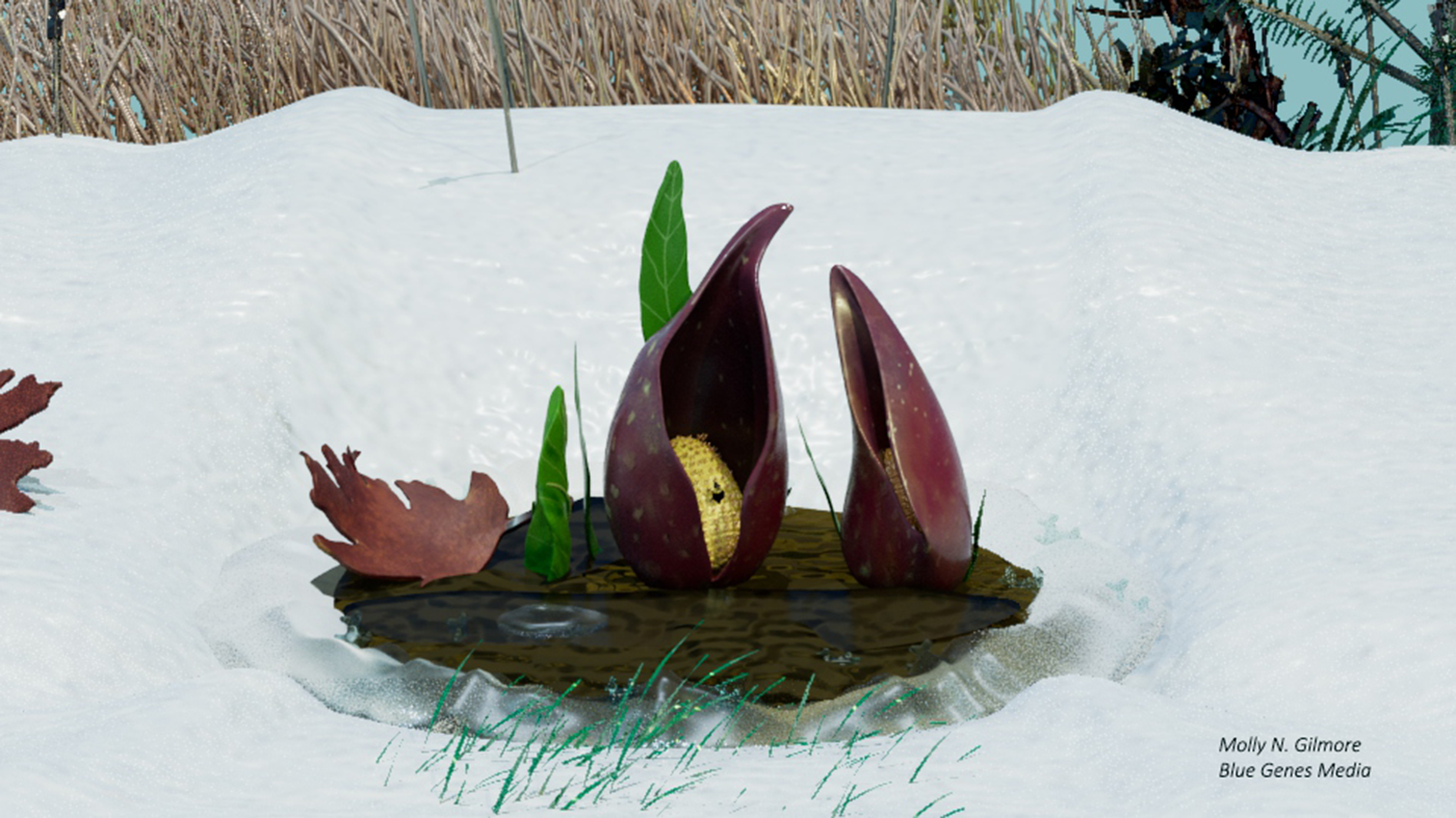 3D model of a Eastern Skunk Cabbage in late winter with melting snow around its base.