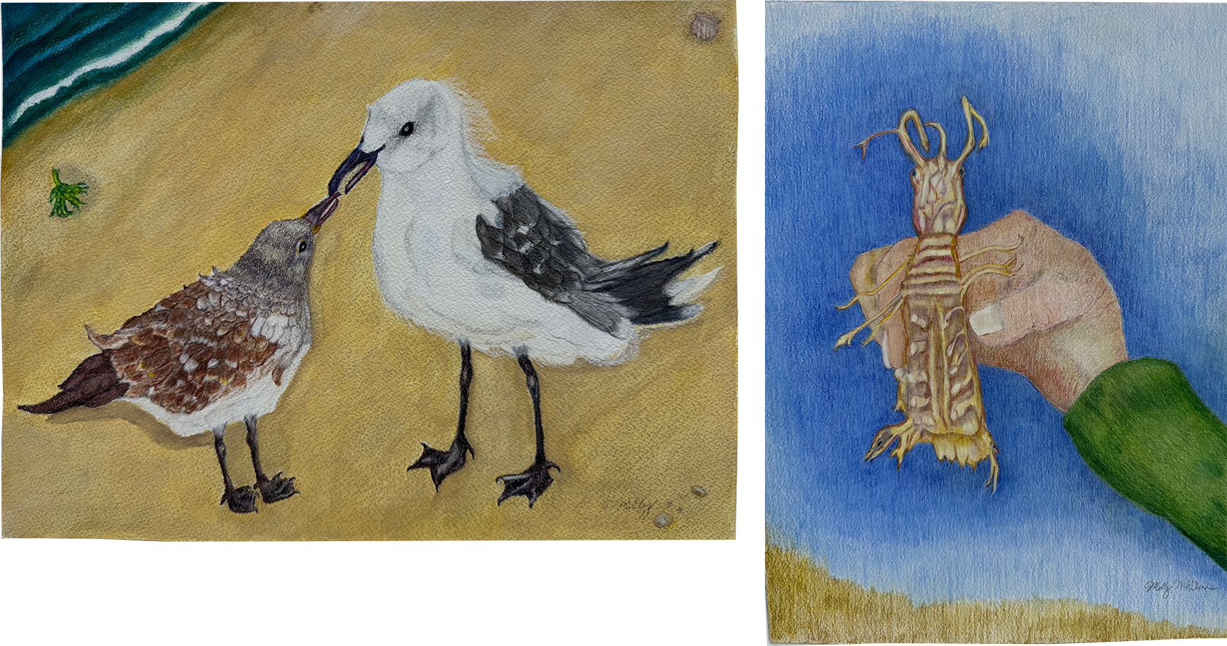 Image of adult Laughing Gull feeding a juvenile and someone holding a mantis shrimp.